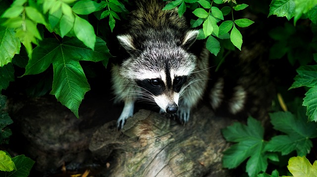 raccoon, leaves, mammal, nocturnal, animal, wildlife, outdoors, nature, raccoon, raccoon, raccoon, raccoon, raccoon
