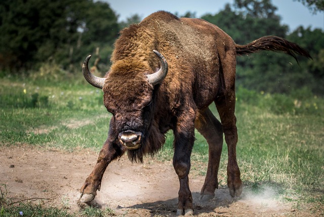 bison european, bison, animal, big, fierce, anger, bull, animals, wildlife, nature, bison, bison, bull, bull, bull, bull, bull