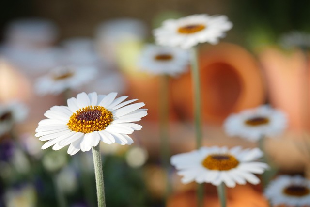 nature, daisies, daisy, flower, beautiful flowers, flower background, plant, spring, flowers, close up, macro, flower wallpaper, blossom, bloom, garden