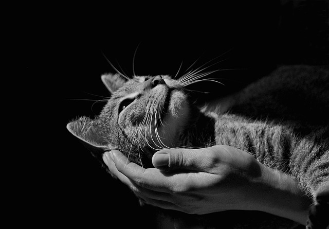 peace of mind, cat, animals, pretty, nature, figure, kitten, animal, pet, portrait, relaxation, fur, dream, luck, to sleep, face