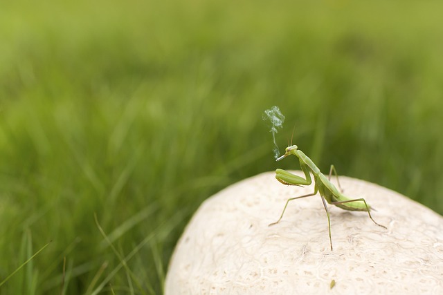 praying mantis, insect, smoking, cigarrete, green, whimsical, weird, nature, unnatural, addiction, grass, field