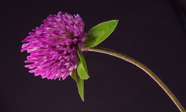 red clover, clover, blossom, bloom, pointed flower, clover blossom, red, meadow clover, wildflower, red clover, red clover, red clover, red clover, red clover, clover, clover, clover