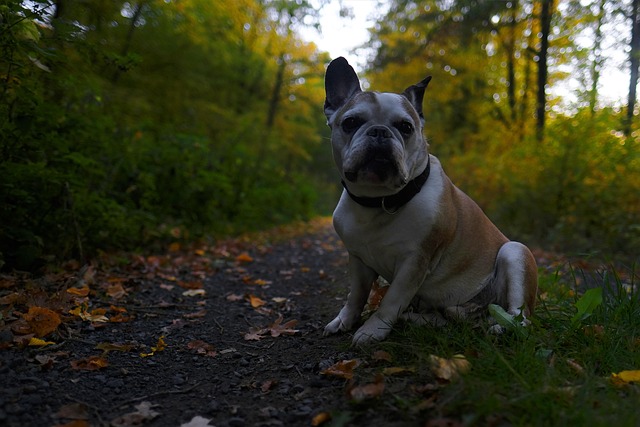 bulldog, french, hiking, forst, autumn, nature, fall, relaxed, peaceful