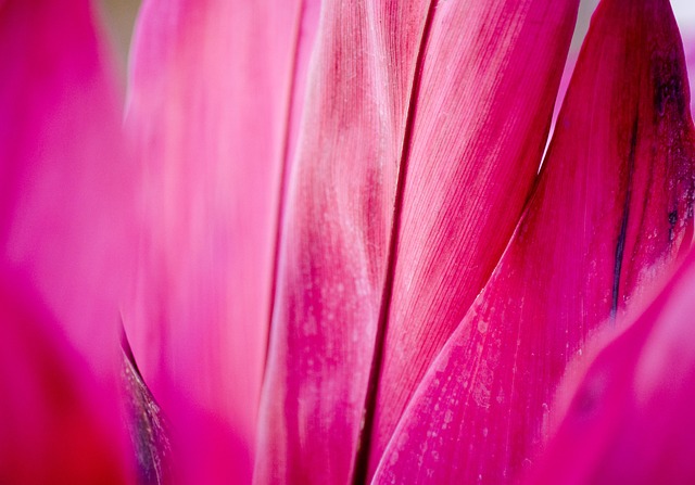 flower, plant, 4k wallpaper 1920x1080, macro, free background, cool backgrounds, wallpaper 4k, 4k wallpaper, bloom, blossom, floral background, cordyline, fuchsia, mac wallpaper, flora, beautiful flow