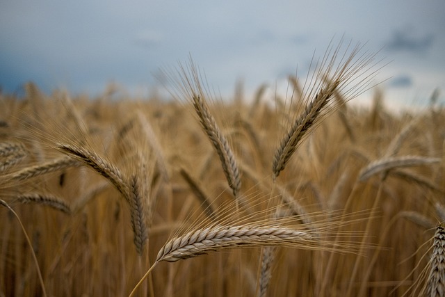 wheat field, wheat ears, spikelets, barley, nature, landscape, rural, agriculture, field, indre-et-loire, france