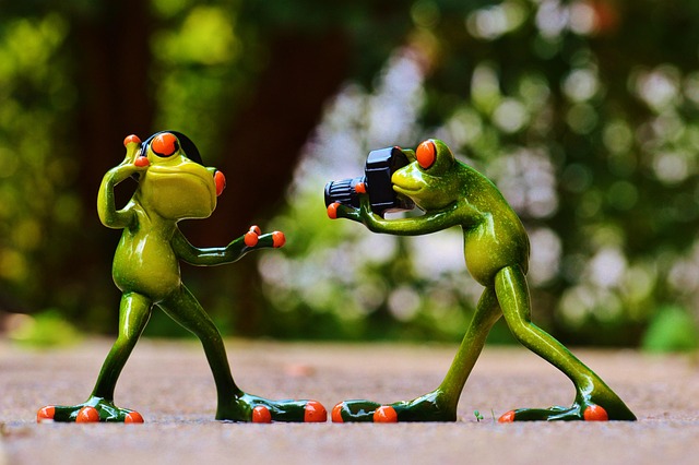 frogs, headphones, music, to dance, pose, photographer, taking photos, camera, photo shoot, fun, frog, nature, animal, figure, cute