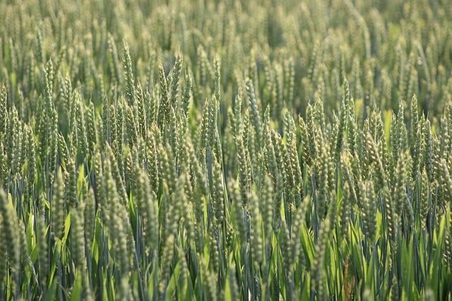 grain, grain field, field, agriculture, nature, harvest, wheat field, monoculture, rye